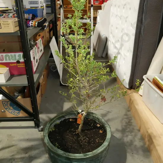 green glazed planter with dwarf holly Overall H1230