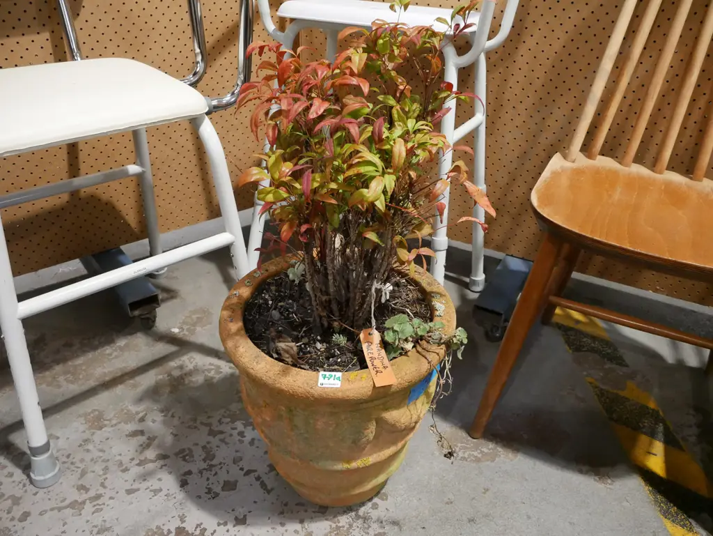 Nandina firepower plant in teracotta planter Image 1++