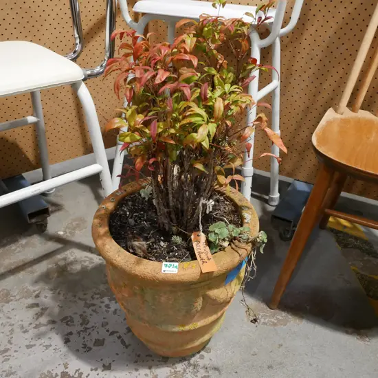 Nandina firepower plant in teracotta planter