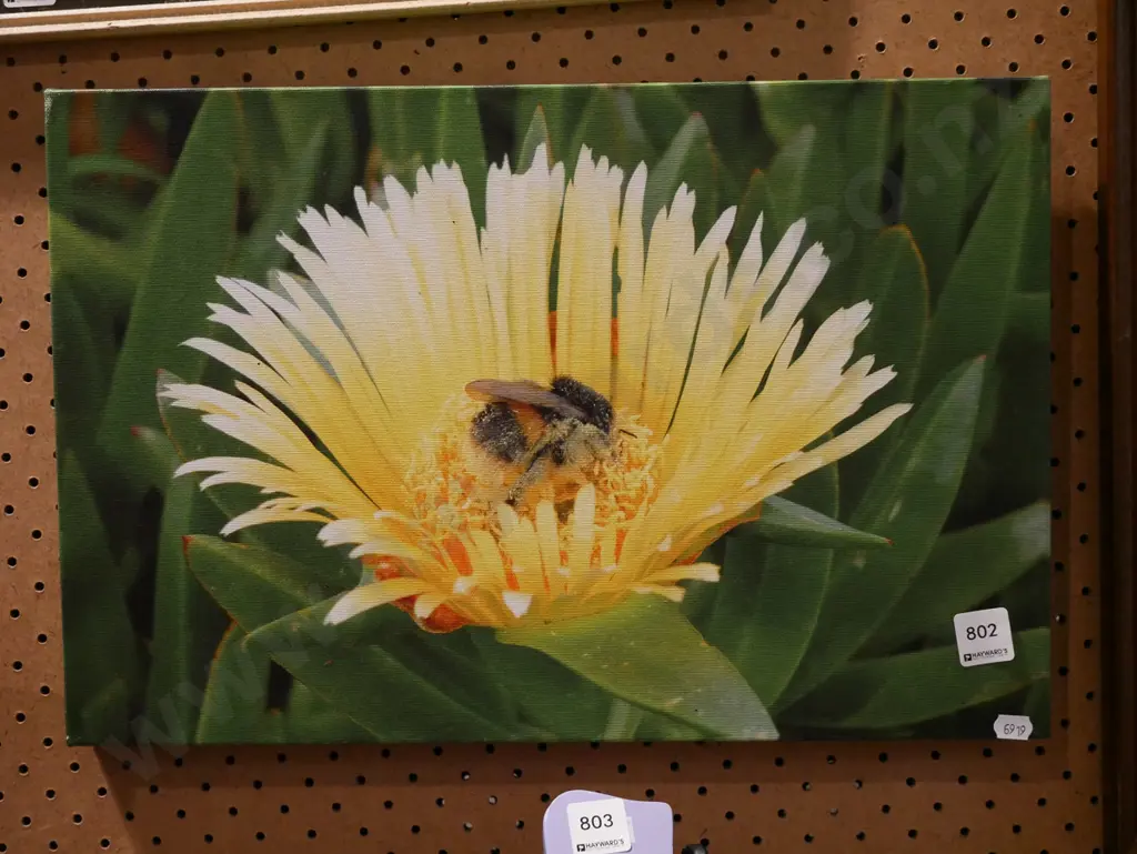 framed print - bumblebee in flower Image 1++