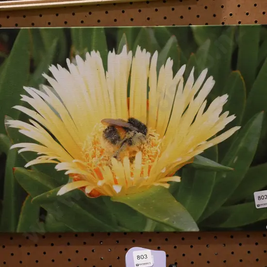 framed print - bumblebee in flower
