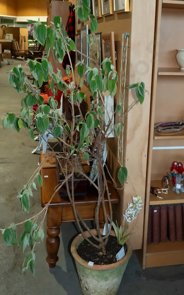 potted tibouchina Overall 1600 Image 1++