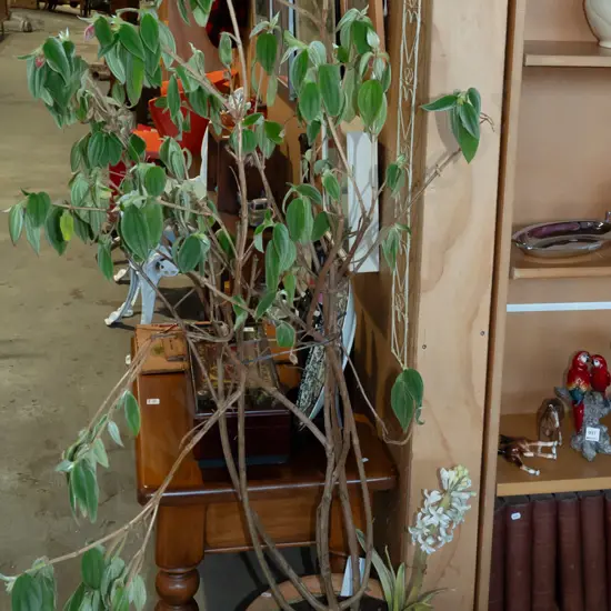 potted tibouchina Overall 1600