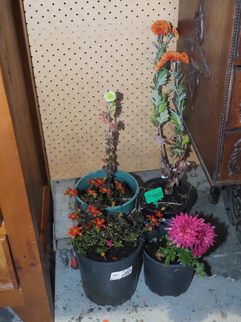 4x assorted potted plants Image 1++