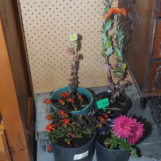 4x assorted potted plants