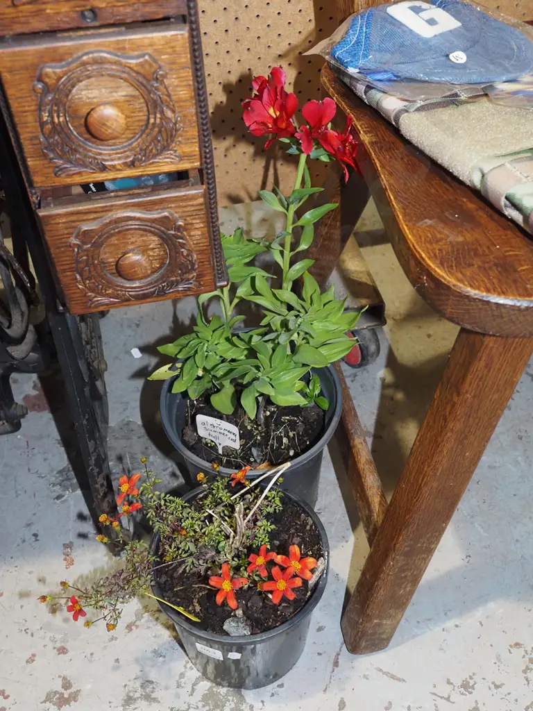 potted alstromeria, potted biden Image 1++