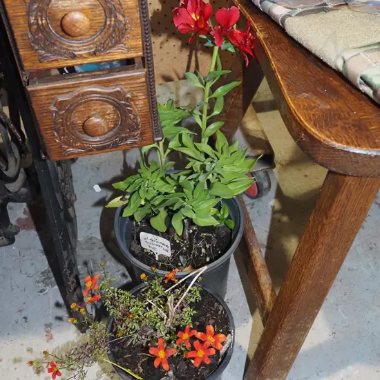 potted alstromeria, potted biden