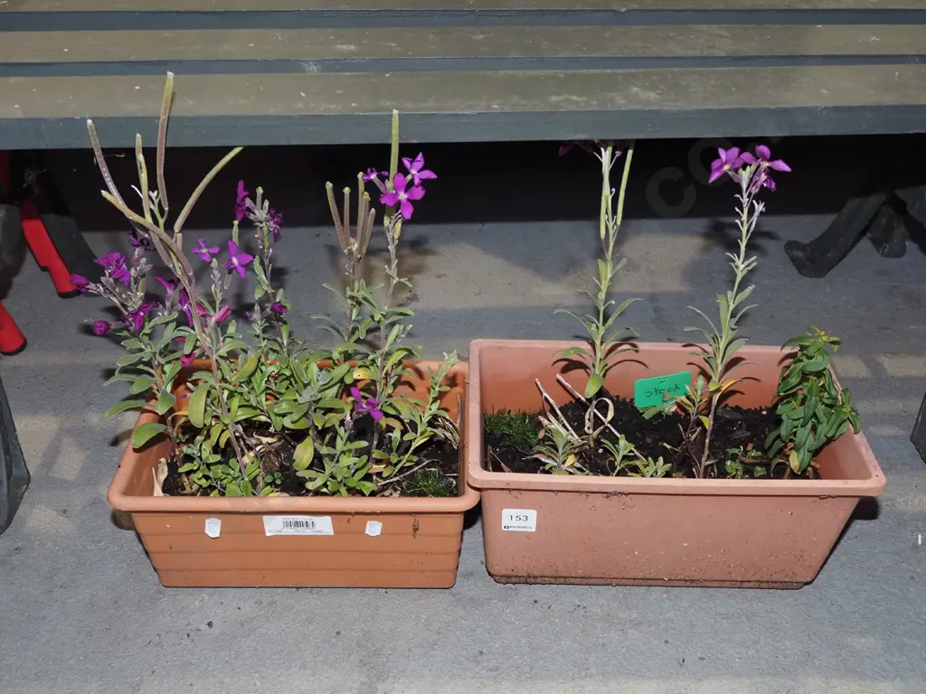 2x potted stock plants Image 1++