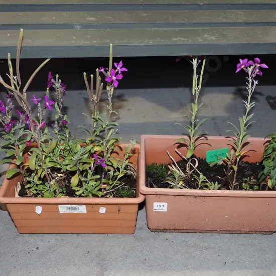2x potted stock plants