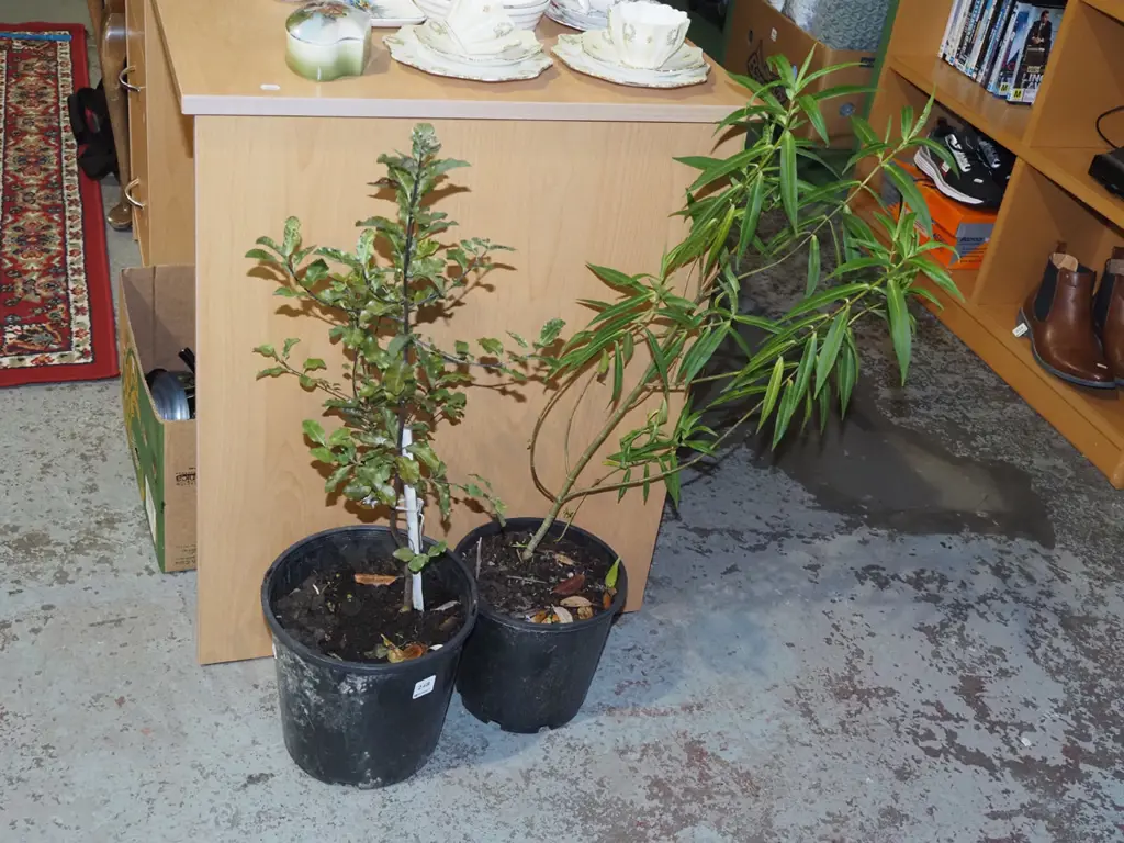 1x potted koro, 1x potted hebe Image 1++