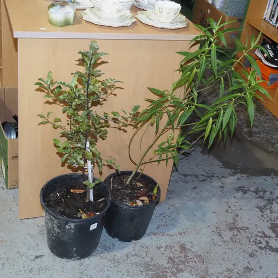 1x potted koro, 1x potted hebe