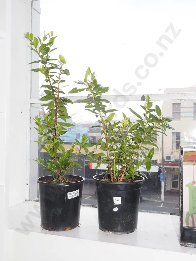 2x potted pohutukawa Image 1++