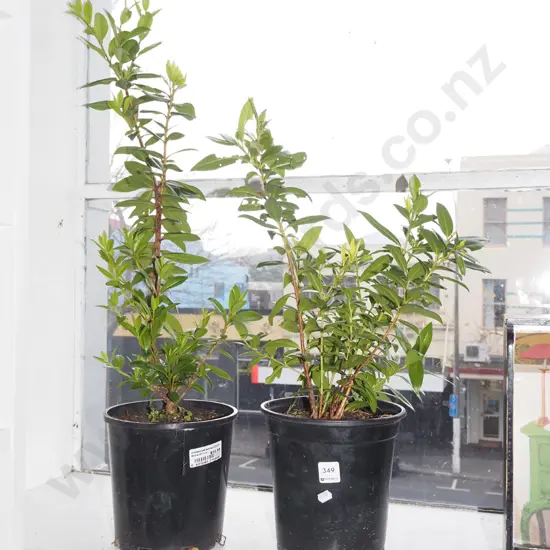 2x potted pohutukawa