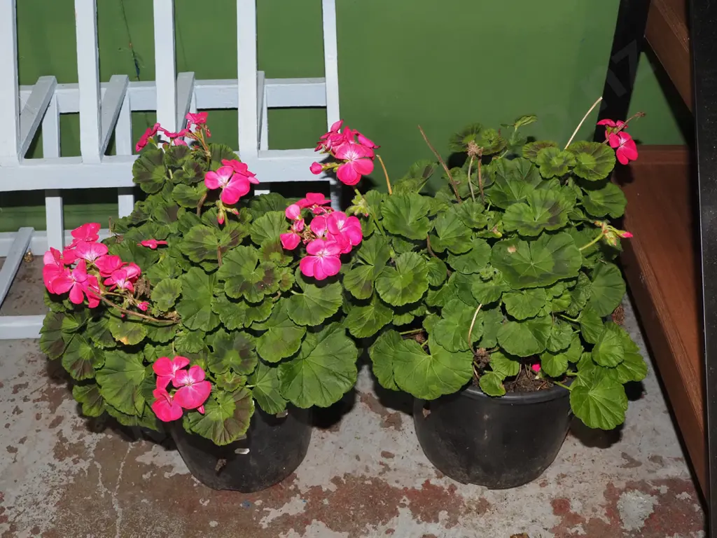 2x potted geraniums Image 1++