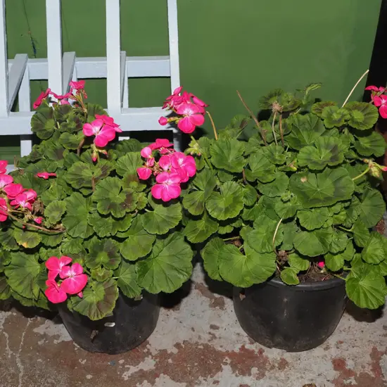 2x potted geraniums