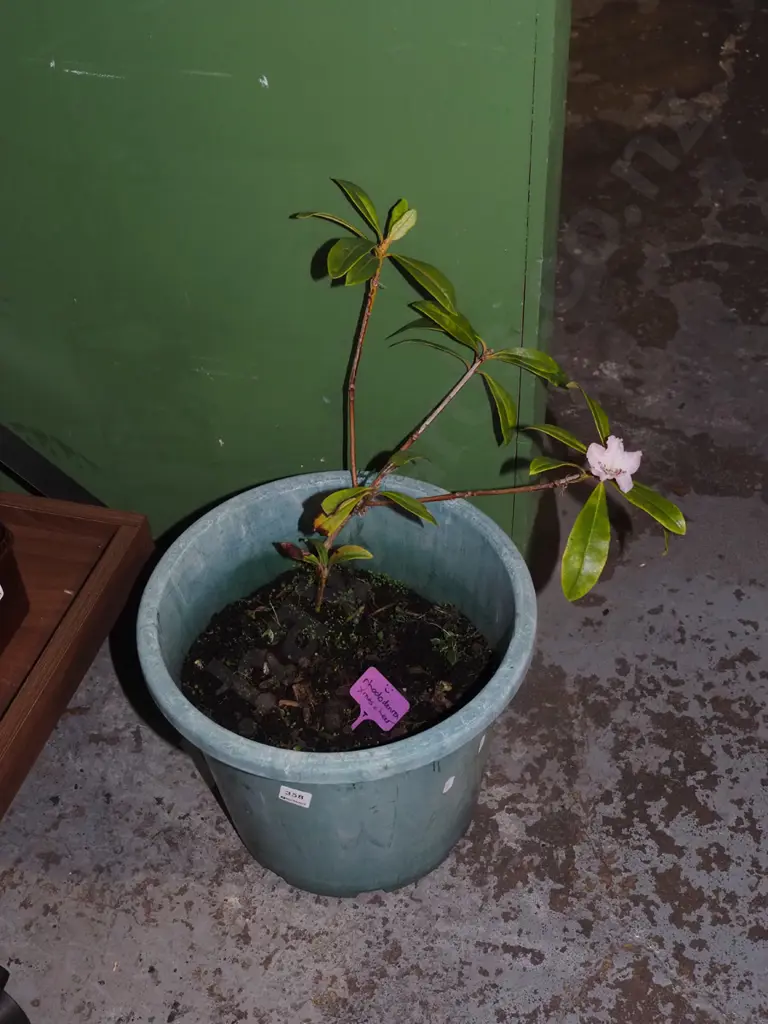 potted rhodendron - Christmas cheer Image 1++