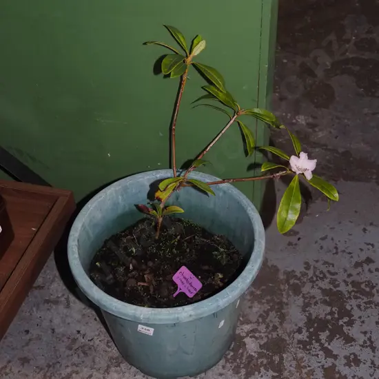potted rhodendron - Christmas cheer