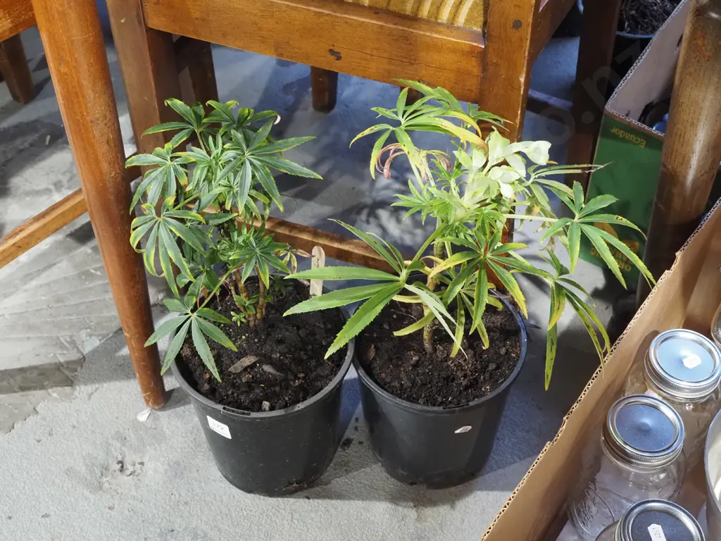 2x potted hellebores Image 1++