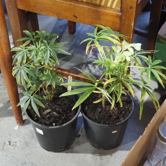 2x potted hellebores