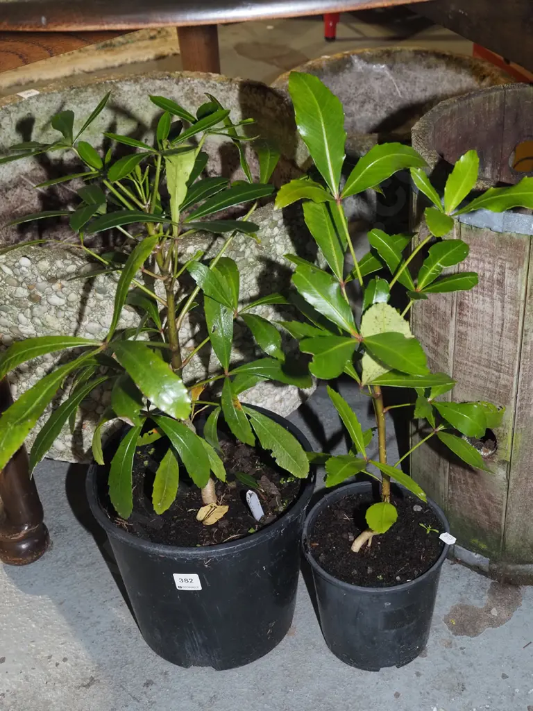 2x potted pseudopanax Image 1++