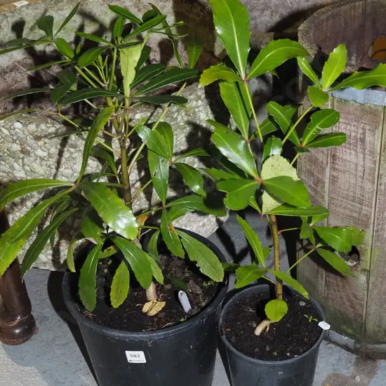 2x potted pseudopanax