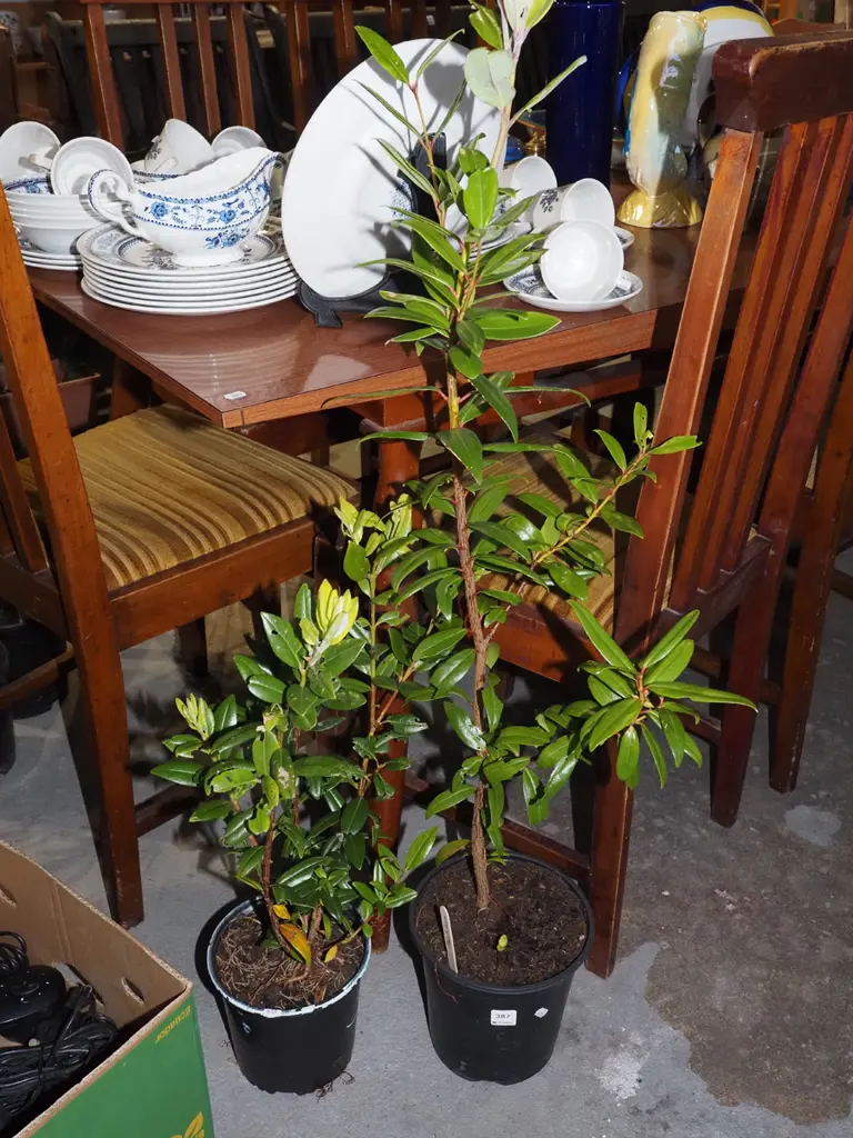 2x potted pohutukawa Image 1++