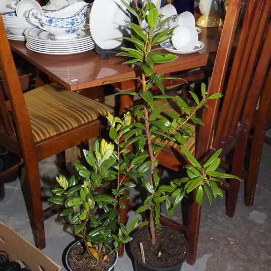 2x potted pohutukawa