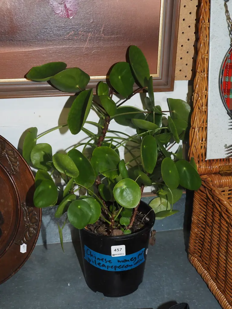 potted chinese money plant Image 1++
