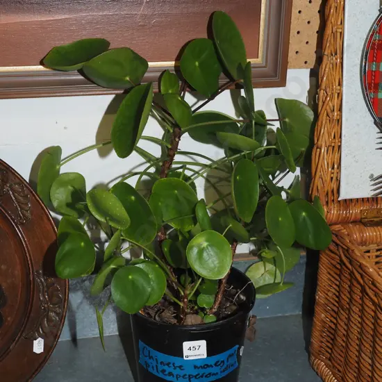 potted chinese money plant