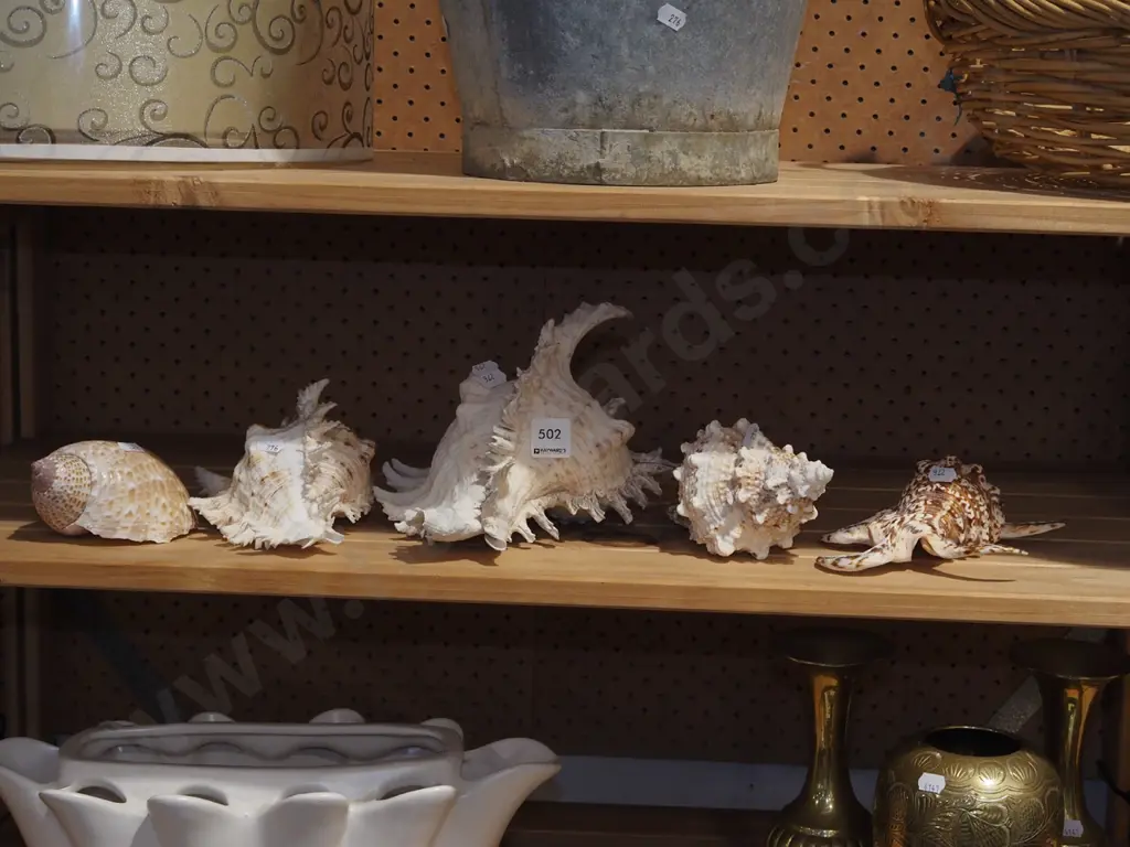 seashells Image 1++