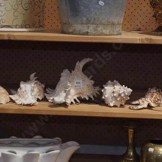 seashells