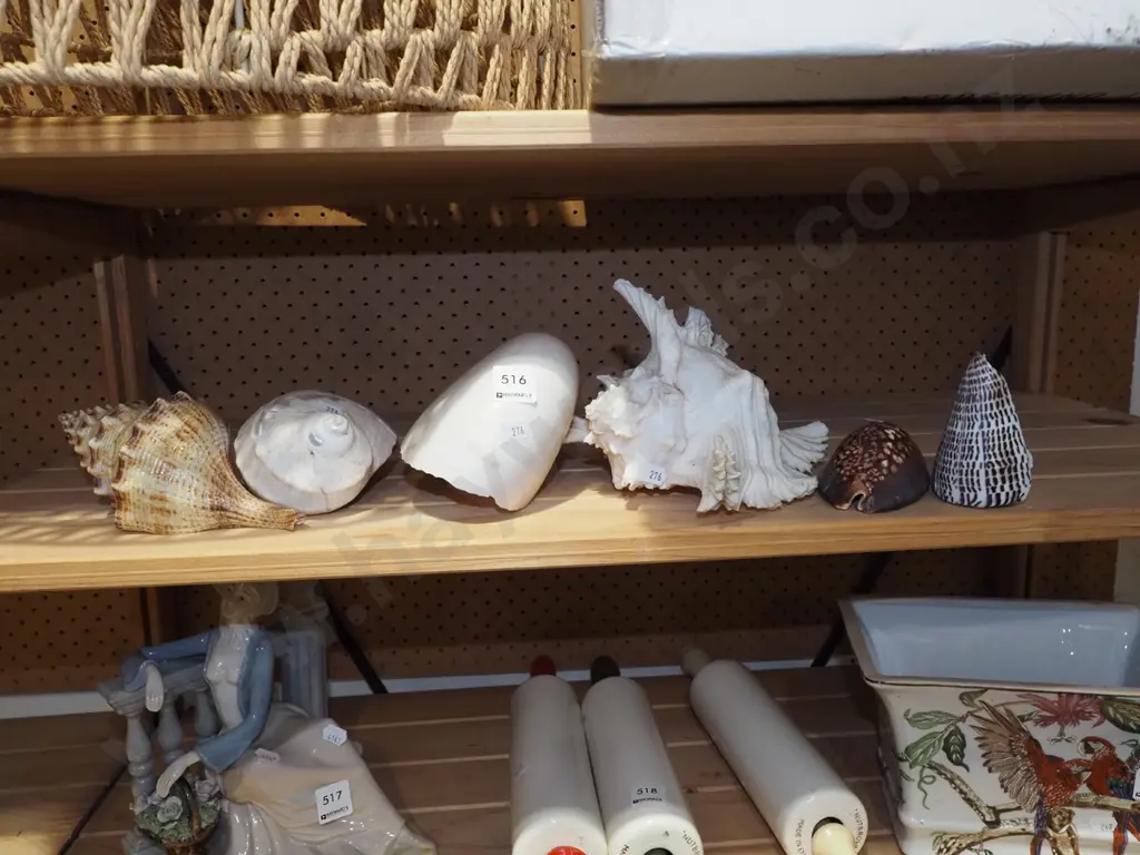 seashells Image 1++