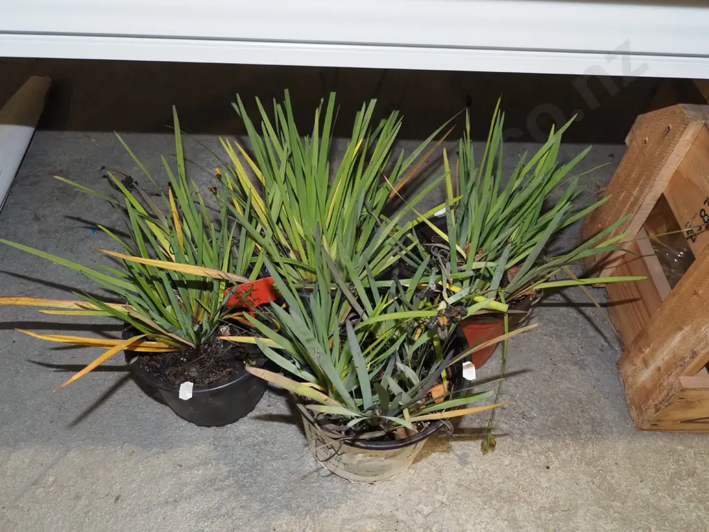 4x potted yellow eyed grasses Image 1++