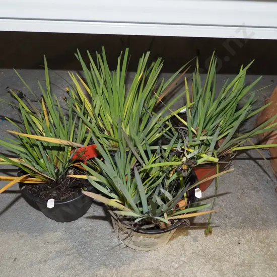 4x potted yellow eyed grasses