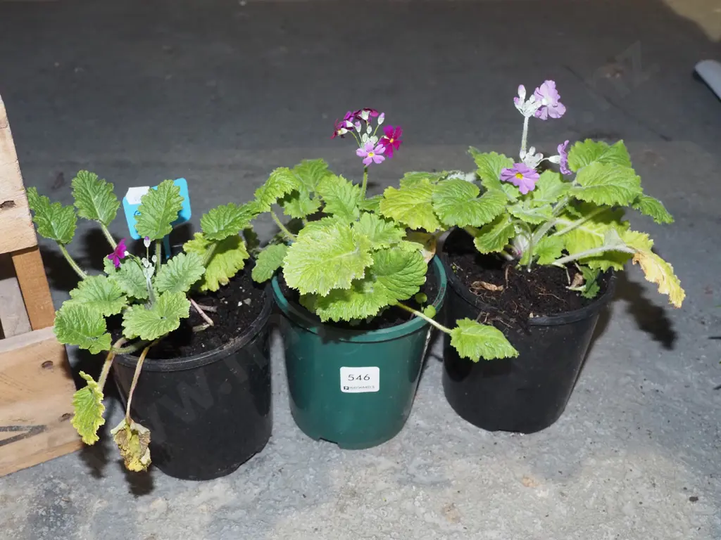 3x potted primroses Image 1++