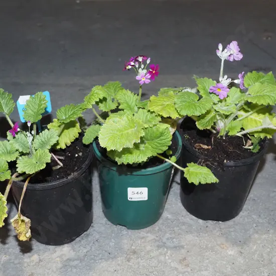3x potted primroses
