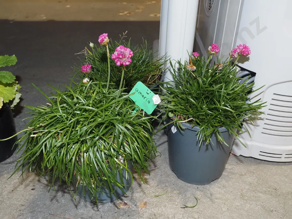 3x potted amerias Image 1++