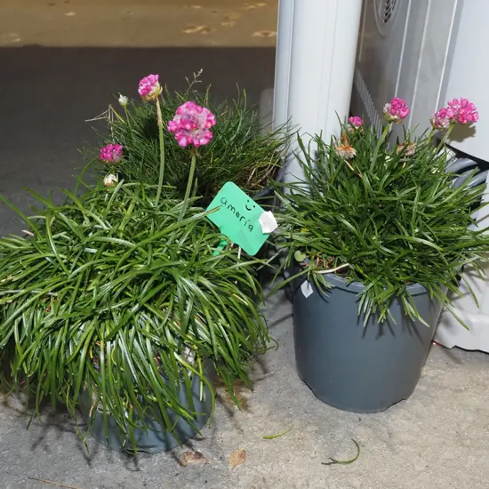 3x potted amerias