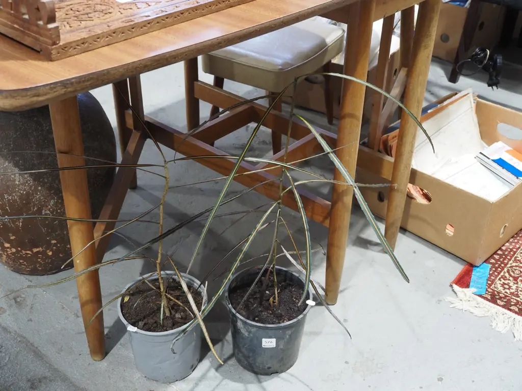 2x potted lancewoods Image 1++