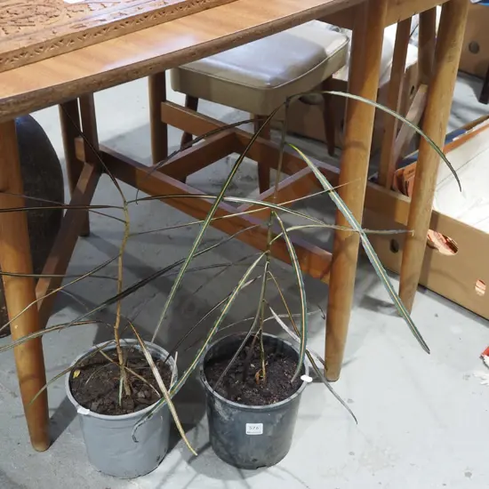 2x potted lancewoods