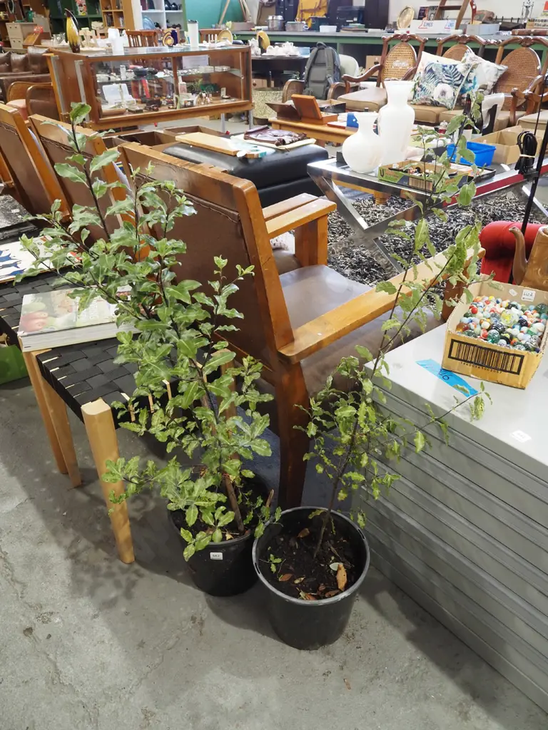 2x potted koro  Image 1++
