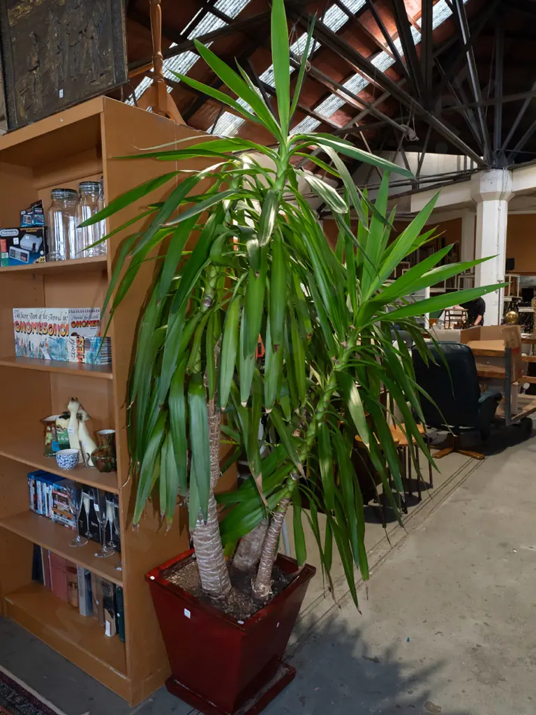 large yucca plant in rectangular red glazed planter Overall H2000 Image 1++