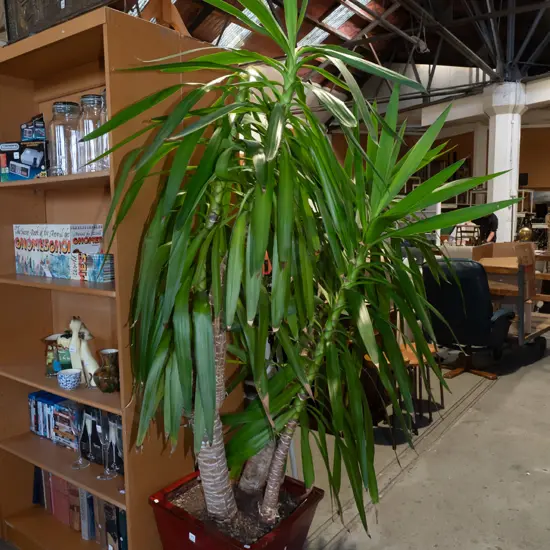 large yucca plant in rectangular red glazed planter Overall H2000