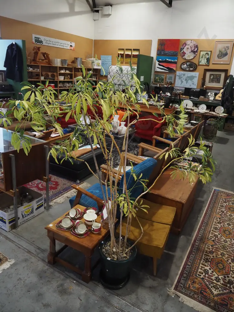 variegated dwarf umbrella tree in green glazed planter Image 1++