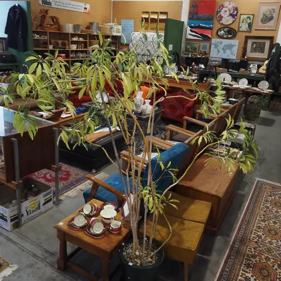 variegated dwarf umbrella tree in green glazed planter