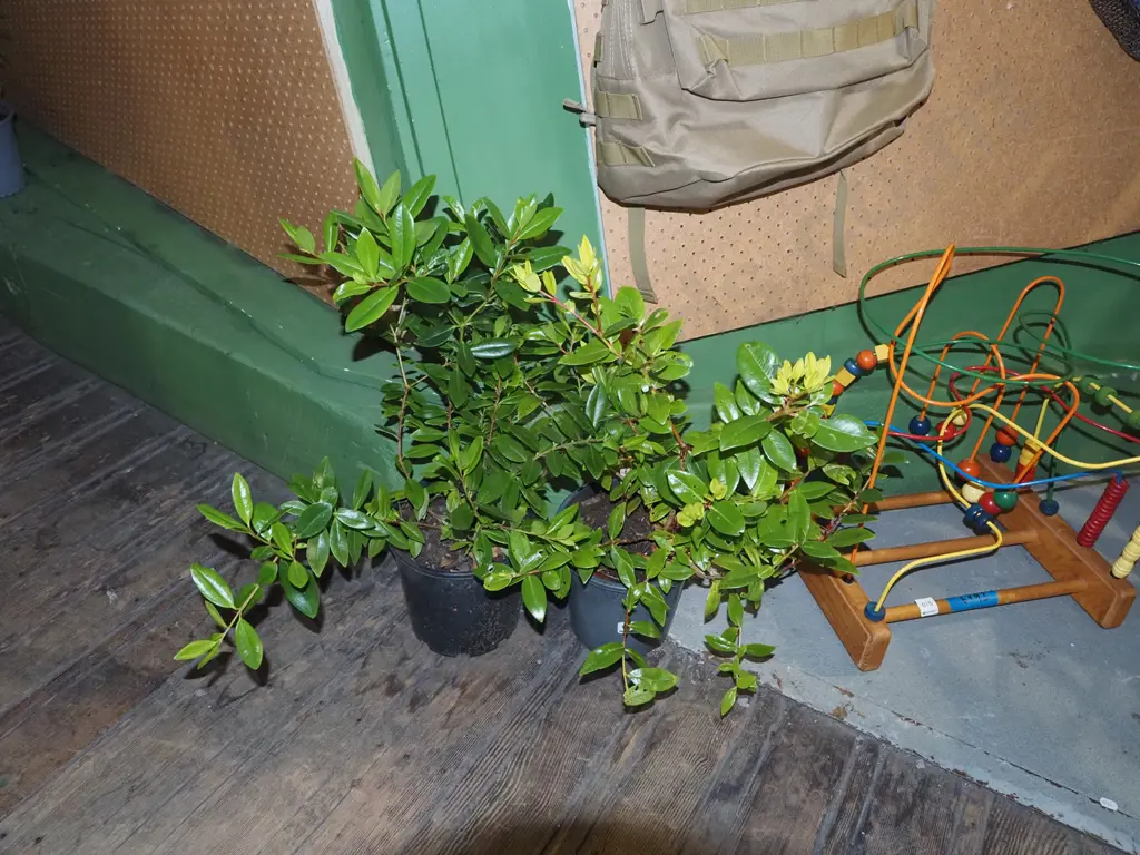 2x potted pohutukawa Image 1++