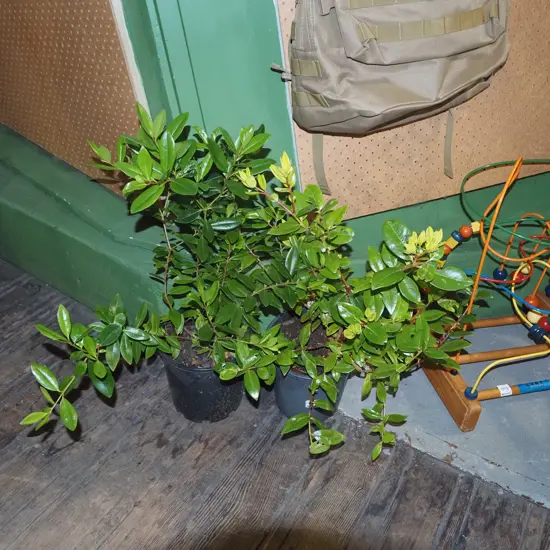 2x potted pohutukawa