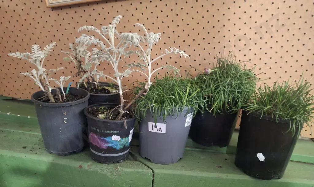 3x potted ameria, 3x potted silver dust Image 1++