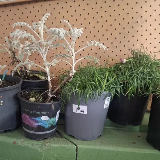 3x potted ameria, 3x potted silver dust