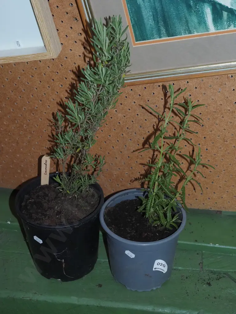 2x potted lavender Image 1++